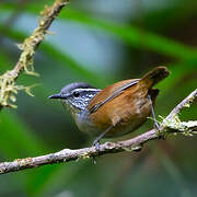 Grey-breasted Wood Wren