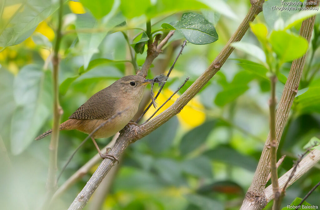 Southern House Wren