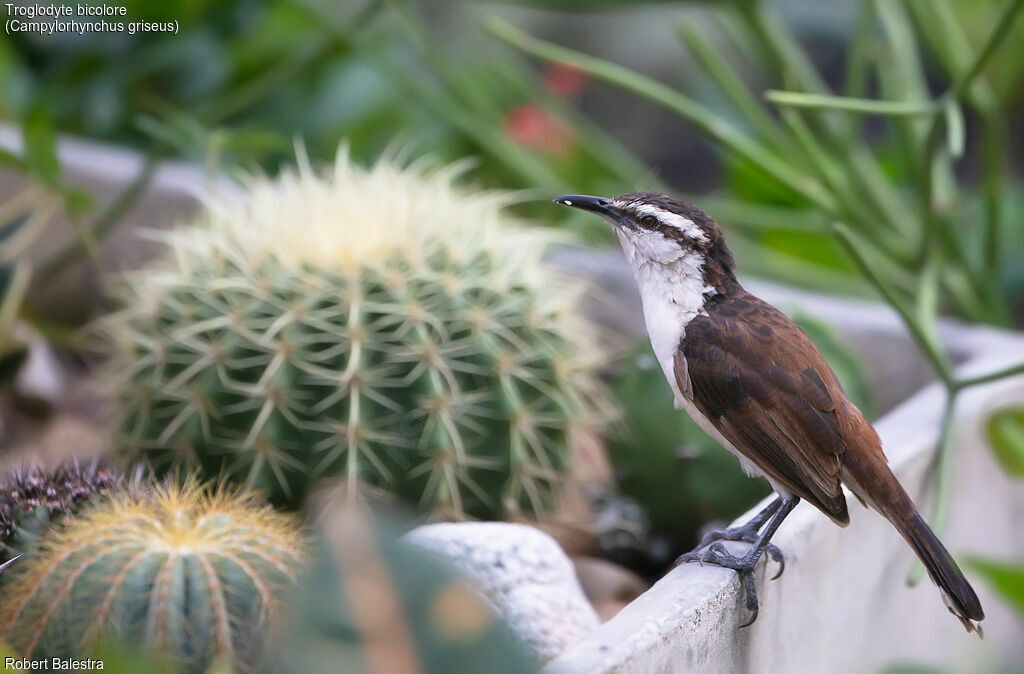 Bicolored Wren