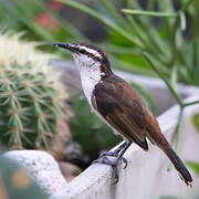 Bicolored Wren