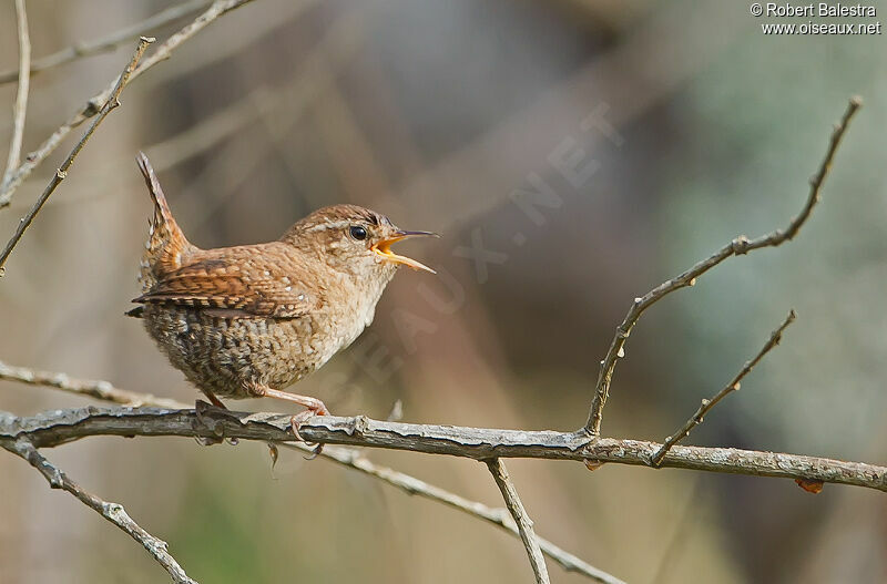 Eurasian Wren