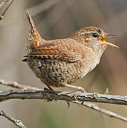 Eurasian Wren