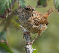 Eurasian Wren