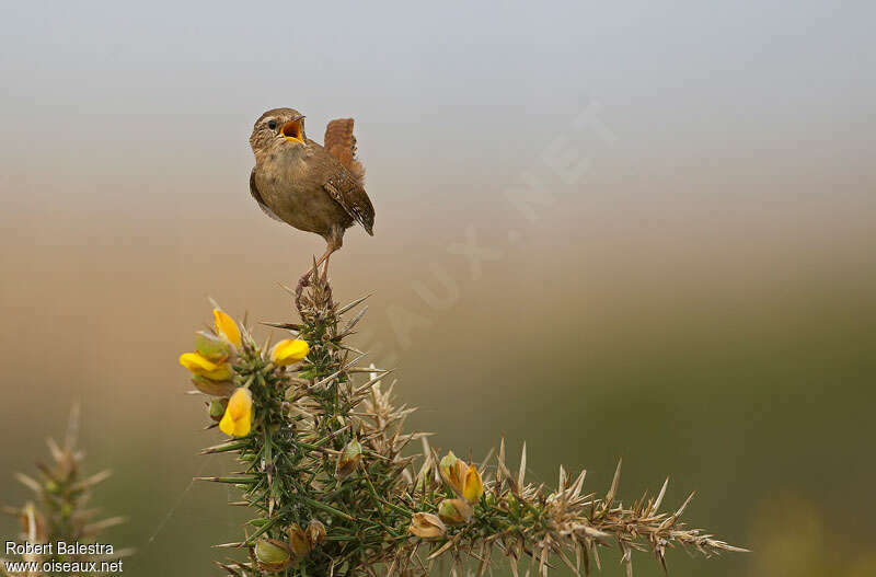 Eurasian Wrenadult, song