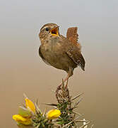 Eurasian Wren