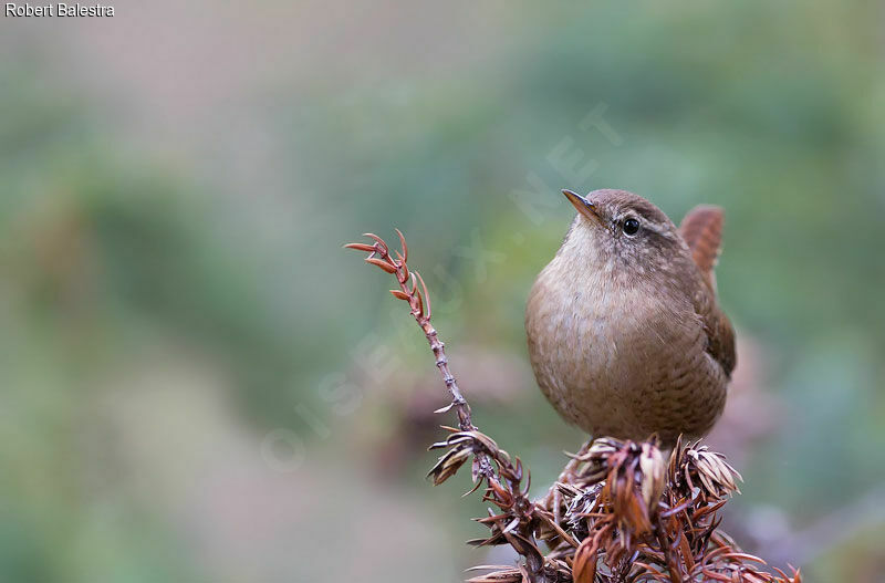 Eurasian Wren