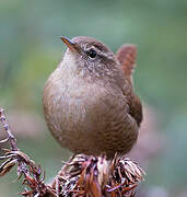 Eurasian Wren