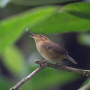 Ochraceous Wren