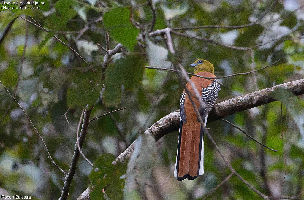 Trogon à poitrine jaune
