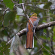 Trogon à poitrine jaune