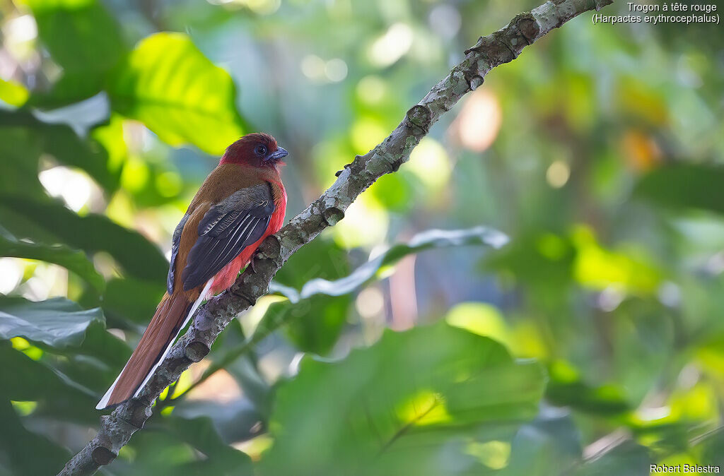 Trogon à tête rouge