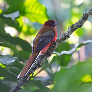 Red-headed Trogon