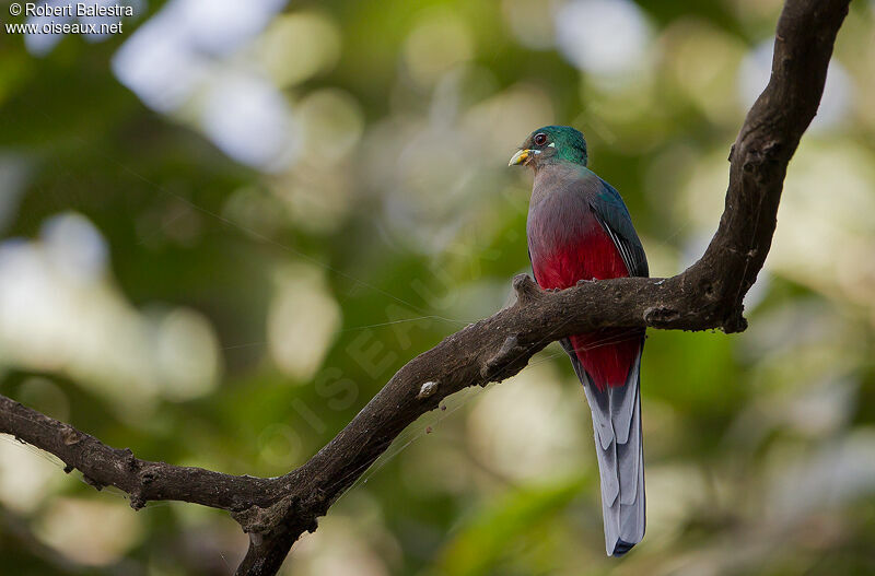 Narina Trogon female adult