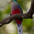 Trogon narina