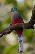 Trogon narina