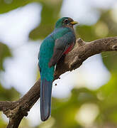 Narina Trogon