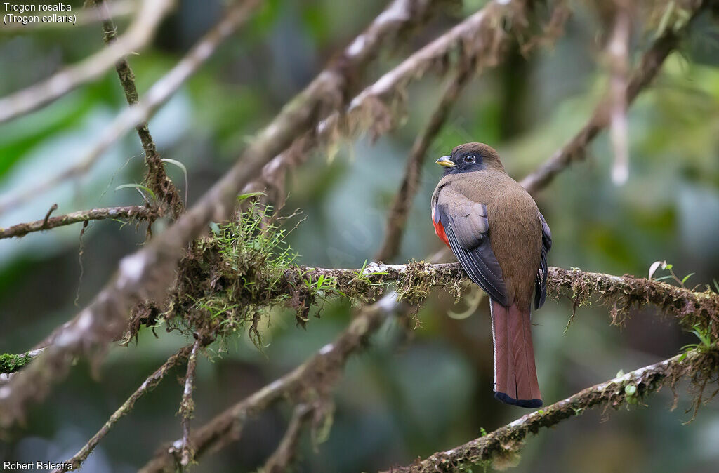 Trogon rosalba