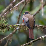 Collared Trogon