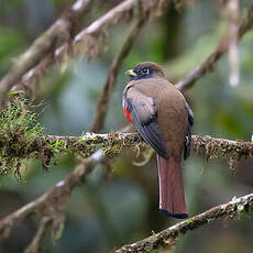 Trogon rosalba