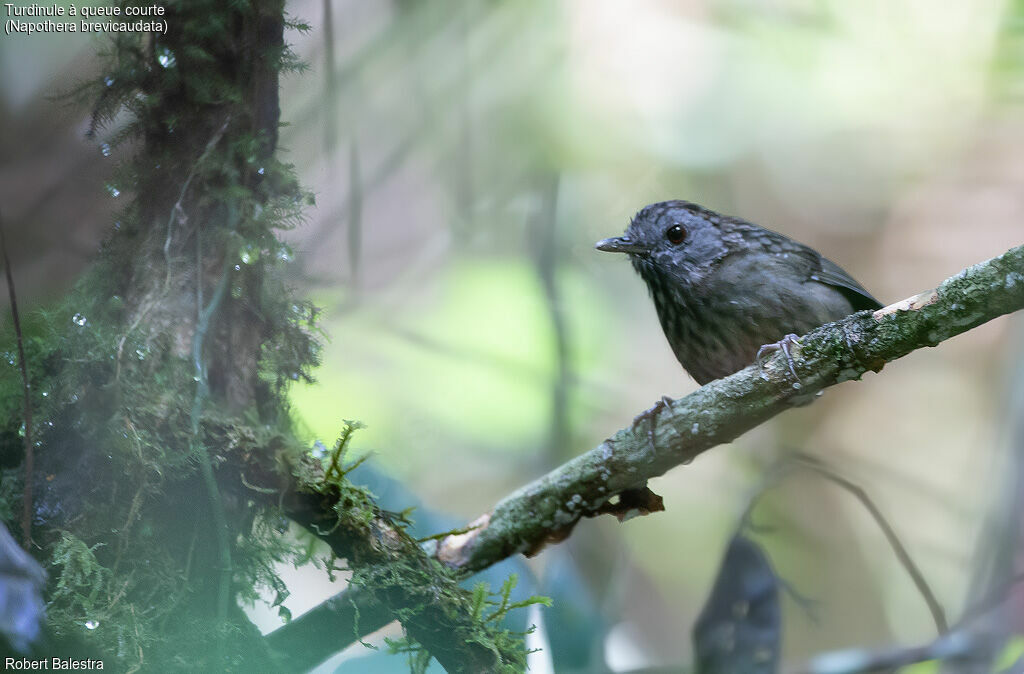 Streaked Wren-Babbler