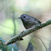 Streaked Wren-Babbler