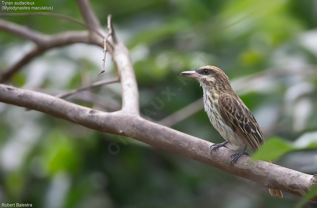 Streaked Flycatcher