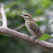 Streaked Flycatcher