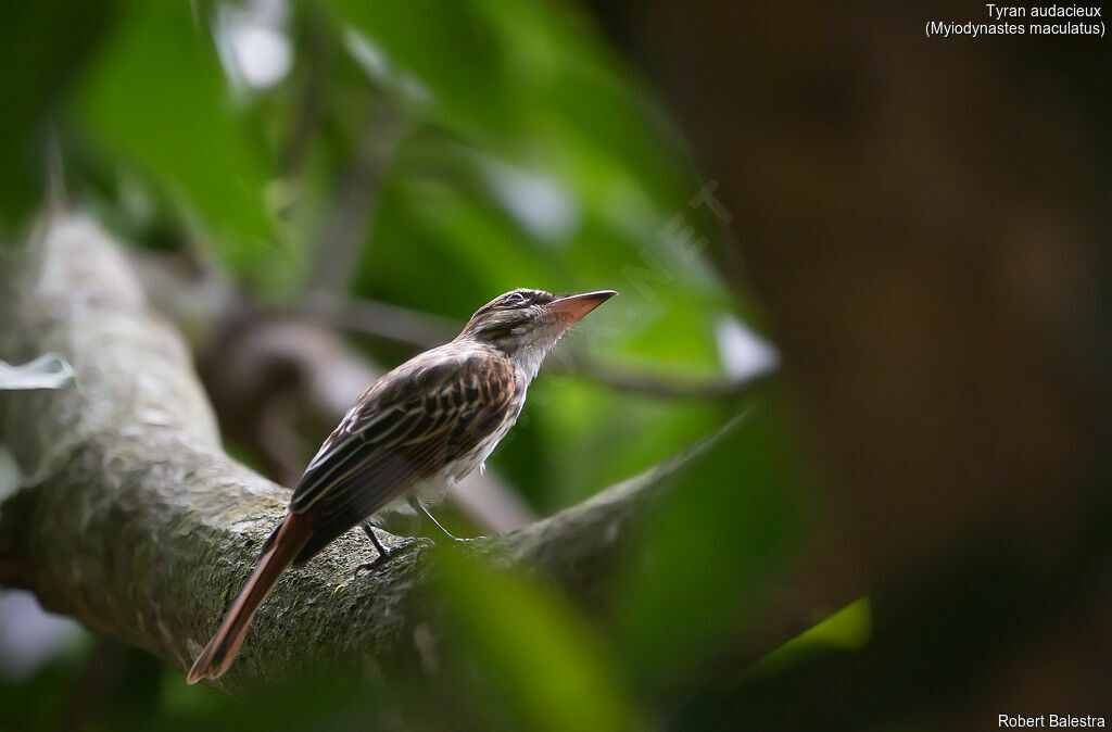 Streaked Flycatcher