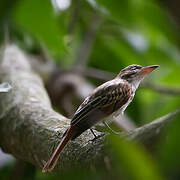 Streaked Flycatcher