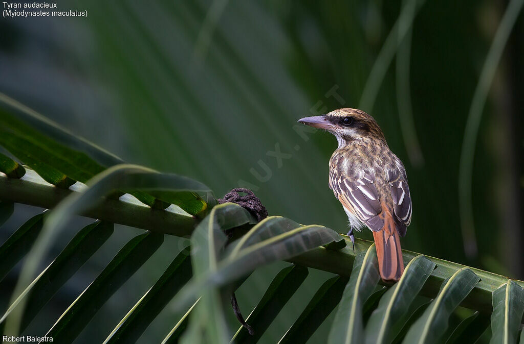 Streaked Flycatcher