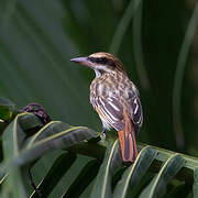 Streaked Flycatcher