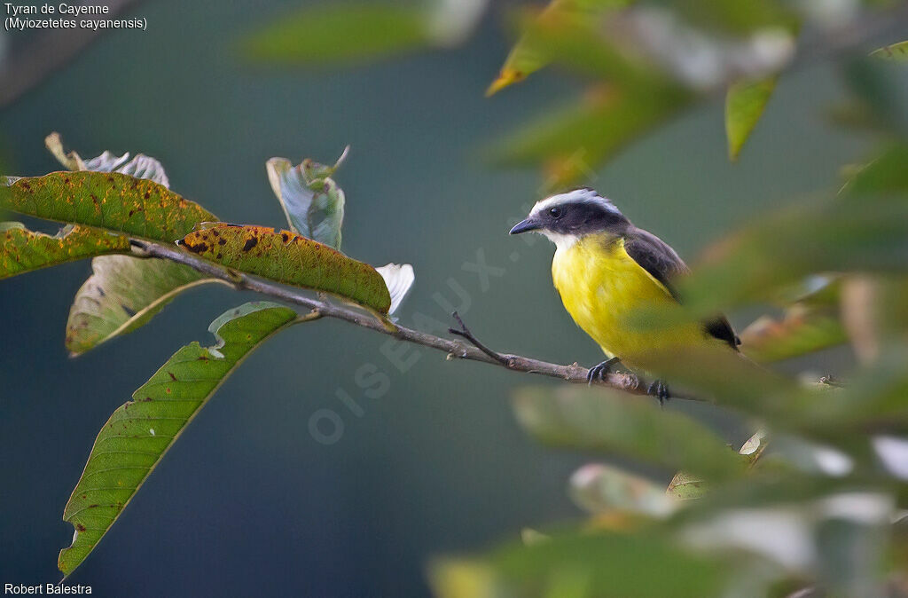 Rusty-margined Flycatcher