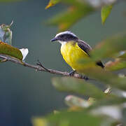 Rusty-margined Flycatcher