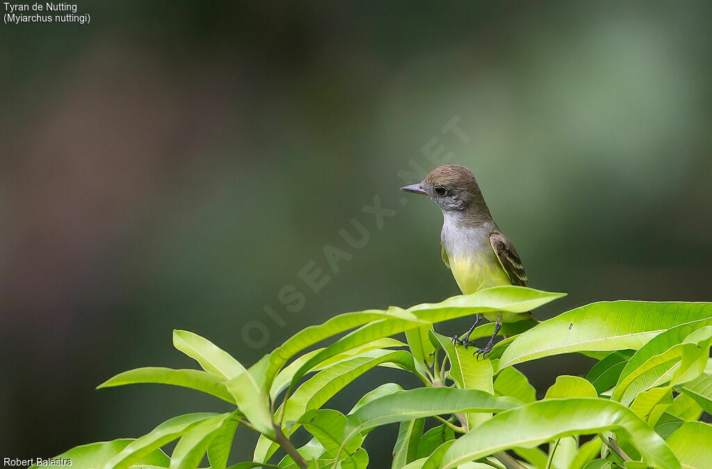 Nutting's Flycatcher