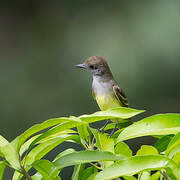 Nutting's Flycatcher