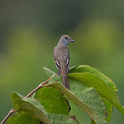 Nutting's Flycatcher