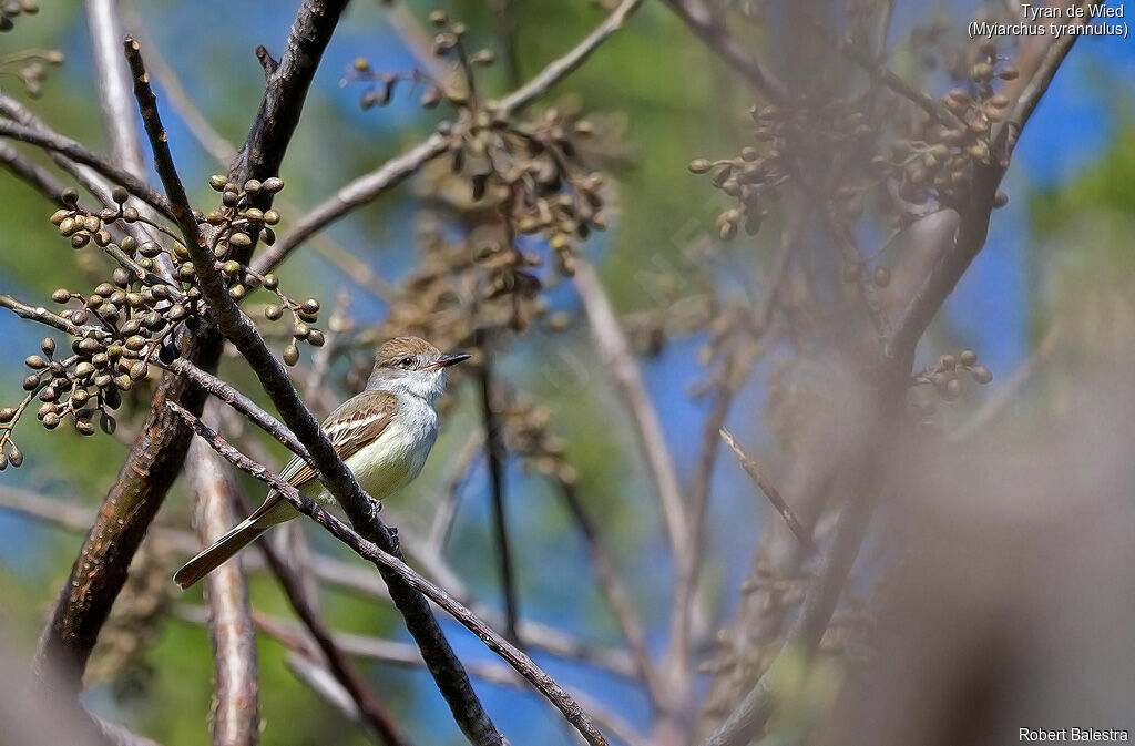 Brown-crested Flycatcher