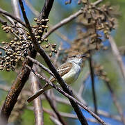 Brown-crested Flycatcher