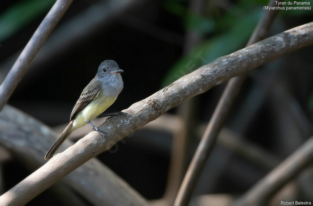 Panama Flycatcher