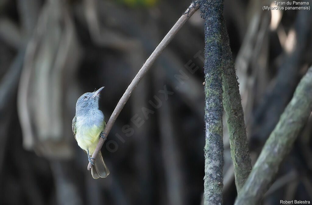 Panamanian Flycatcher