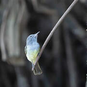 Panamanian Flycatcher