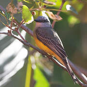 Tropical Kingbird