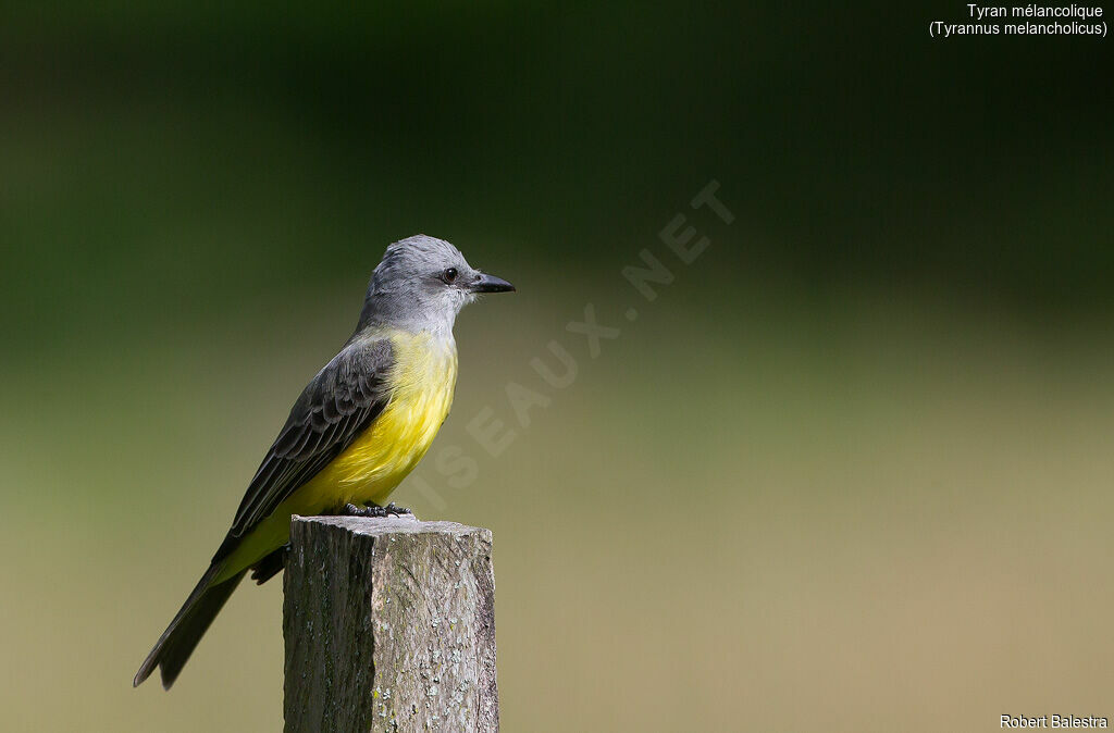 Tropical Kingbird