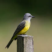 Tropical Kingbird