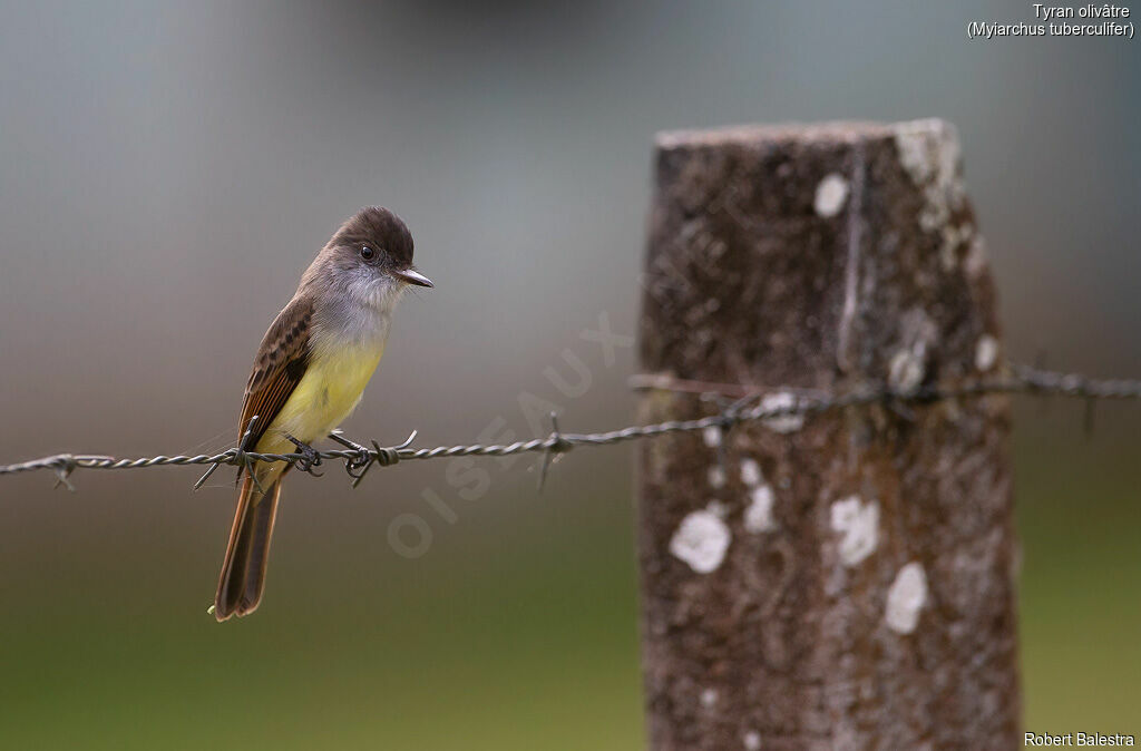 Dusky-capped Flycatcher