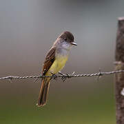 Dusky-capped Flycatcher