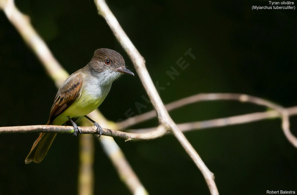 Dusky-capped Flycatcher