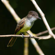 Dusky-capped Flycatcher