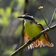 Great Kiskadee