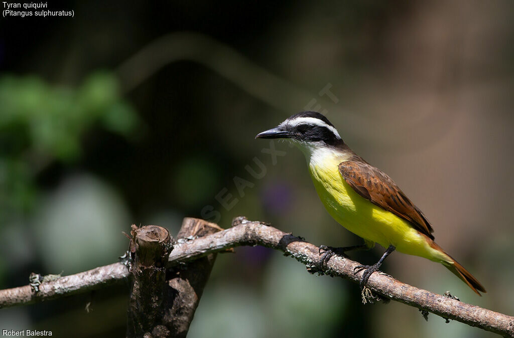 Great Kiskadee